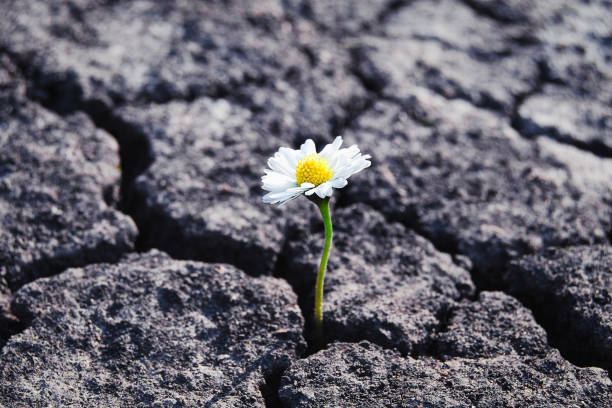 How can your organization build a resilient work culture?