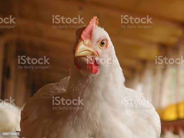 where does mcdonald%ca%bcs get their chicken