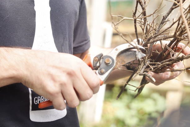 Higuera Tree Care