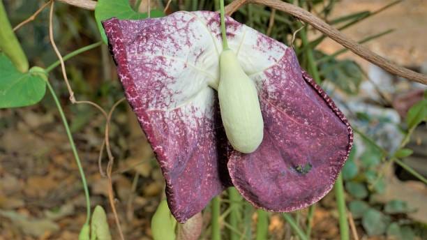 The Enchanting Duck Flower: Nature's Quirky Marvel