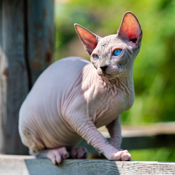 Hairless cats or Sphynx cats are a unique and striking breed. | by