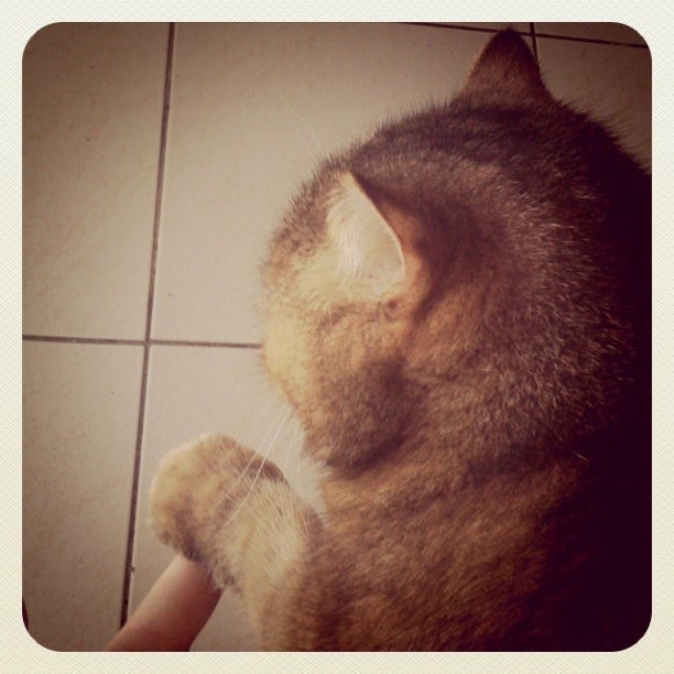 πΊ Cats