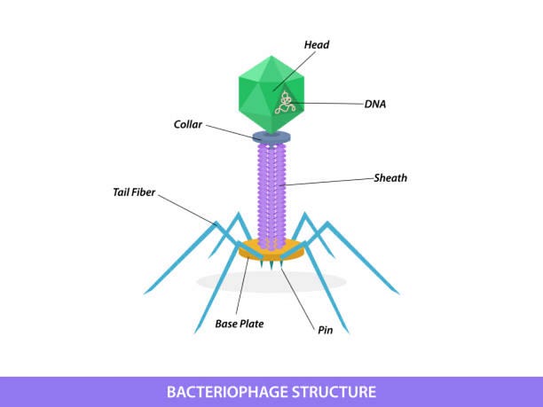 A diagram of an Icosahedral head-tail phage. From top to bottom labelled parts: Head, DNA, Collar, Sheath, Tail Fiber, Base Plate, Pin. Photo Credit