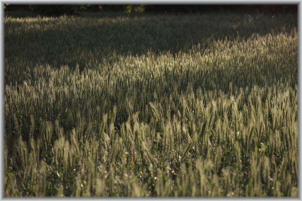 PAKISTAN’S WHEAT CRISIS