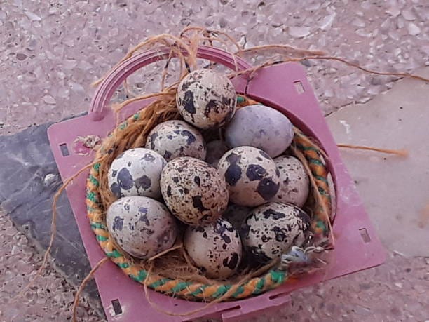 10 Essential Tips for Successful Jumbo Quail Breeding