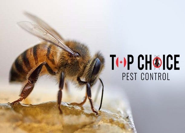 Wasps Control Services in Barrie Bees Pest Control in Toronto Wasps Control Services in Toronto Bees Pest Control in GTA Wasps Control Services in GTA Wasps Control Services in Toronto Bees Pest Control in GTA Wasps Control Services in GTA