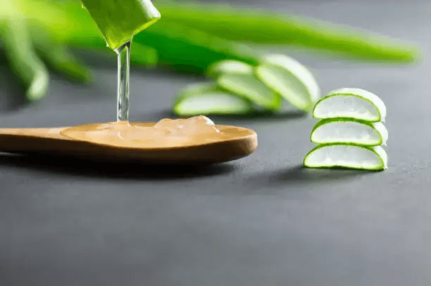 how to take care of aloe vera plant