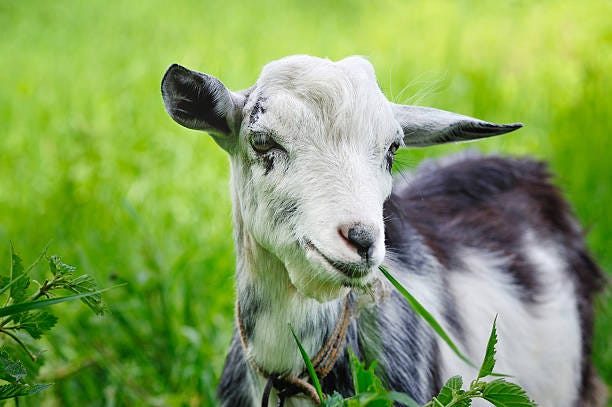 10 Daun Terbaik untuk Kambing