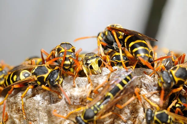 Top Wasp Control Experts in Wetherby — Fast & Professional Service
