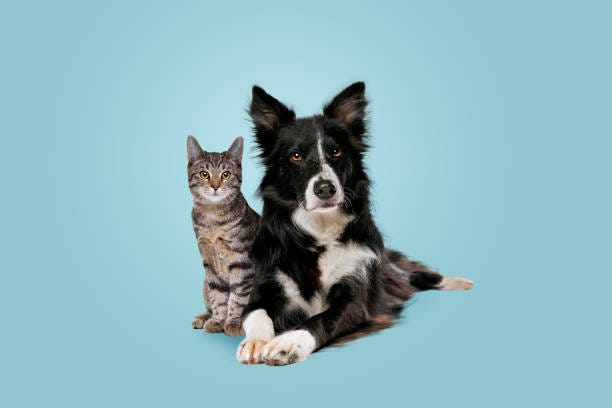 What Cat And Dog Breeds Have Unhealthy Traits: Shocking Truths Revealed