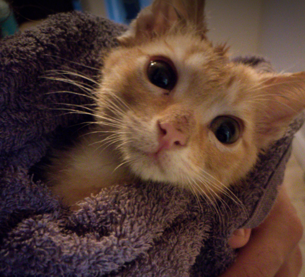 How To Properly Bathe Your Cat. Helpful tips to make bath time easier