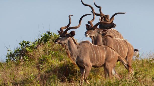 Wildlife Framed Pictures | Bring the Beauty of Nature into Your Home!