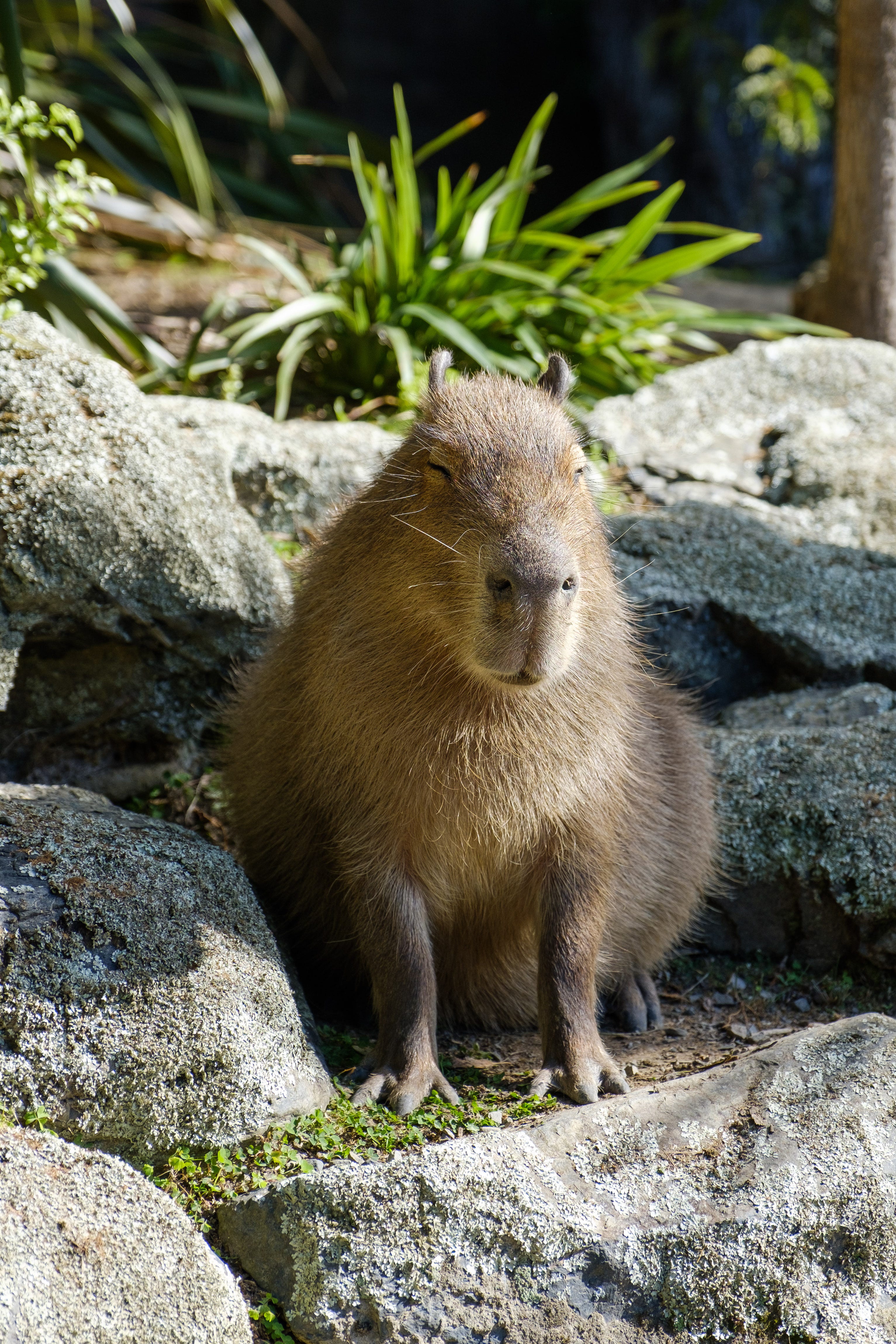 Introducing the New Capybara Selenium Driver