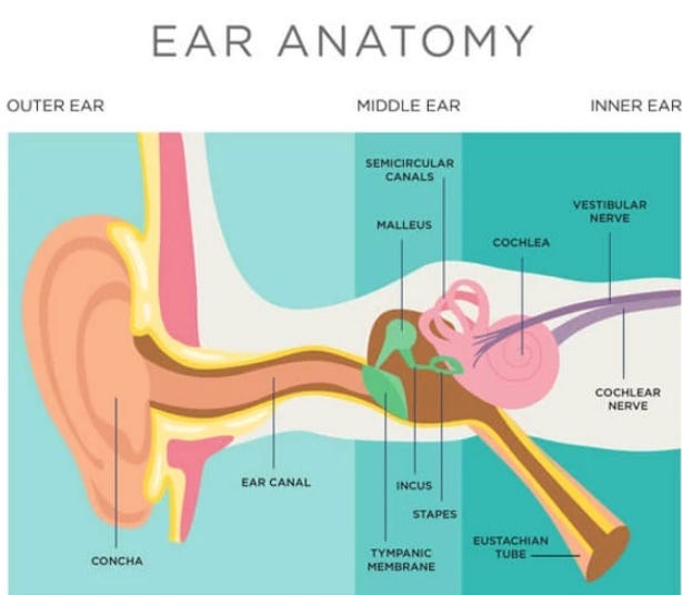 Middle Ear Infections / Otitis Media — Symptoms, Treatment & Home ...