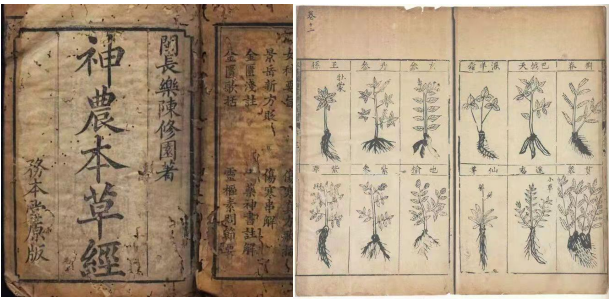 Cultural Provenance: The detailed botanical illustrations represent a pre-modern “Olfactory Pharmacopoeia” — a rigorous, multi-century research effort into the molecular defense systems of plants.