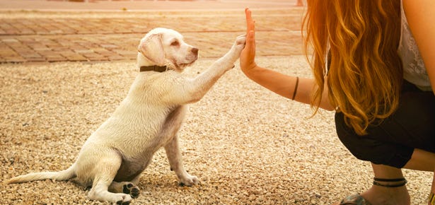 Are Lickable Treats Good For Training By Maaz Ahmad Medium