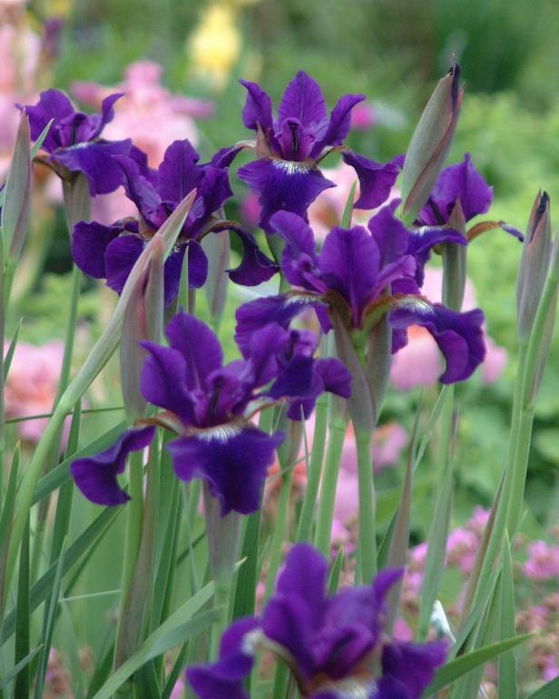 Spring into Linear Regression — Part 2 | by Karen Warmbein ...