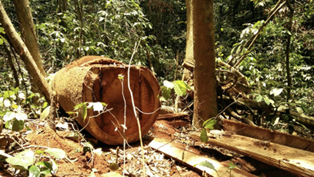 Anglophone Meets Francophone: the Tale of Deforestation in Côte d