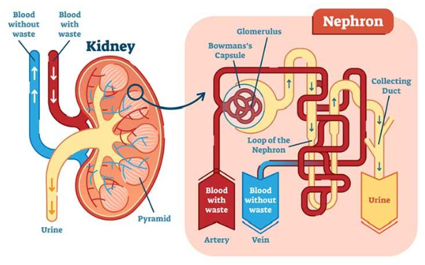 Bioengineering Stem Cells for Creating Vital Organs Using Growth Factors