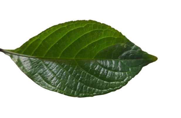 Pengukuran Luas Daun Remek Beling (Strobilanthes crispa) Menggunakan GeoGebra
