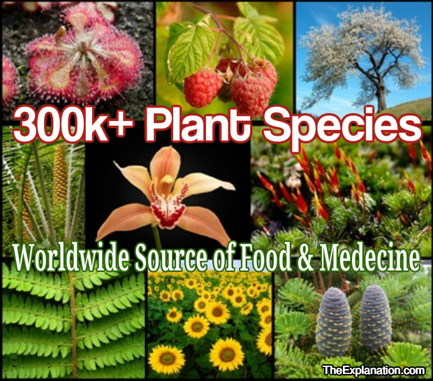 Plant Species in a World Demonstration Garden by Sam Kneller The