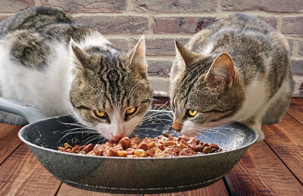 Nourishing Whiskers: A Heartfelt Cat Food Giveaway | by Claudia Lacy ...