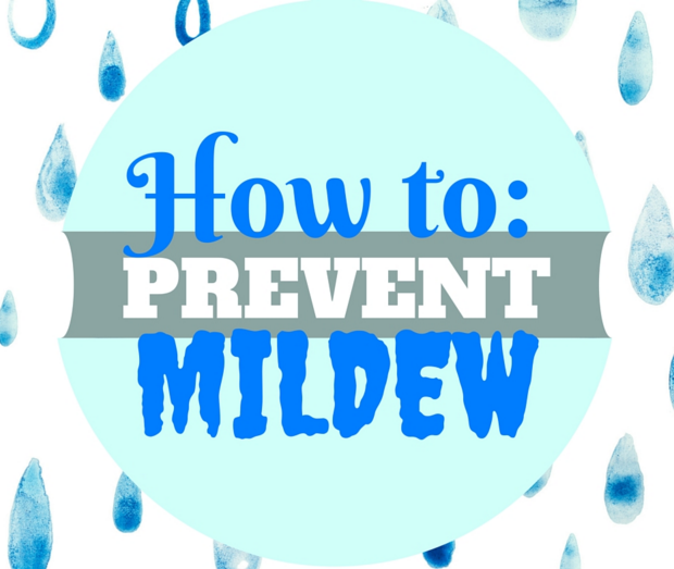 How to Prevent Mildew in Your Home by Sara Thompson Medium