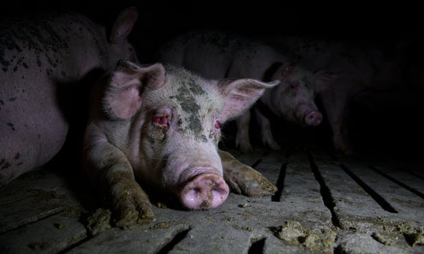 Des images choquantes de porcs “gravement blessés” dans des fermes espagnoles sont diffusées