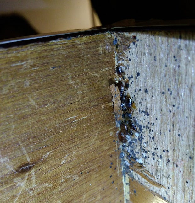 Workers bring bed bugs one day !!! by Wai Kwok Medium