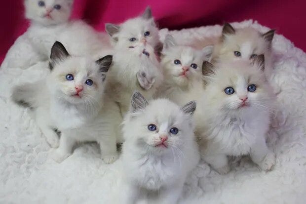 How to Adopt a Ragdoll Kitten. Are you thinking of adding a new feline ...