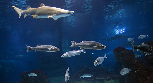7 reasons why we need to act now to #SaveOurOcean