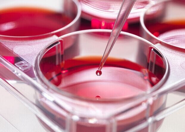 A Brief Overview of Animal Primary Cells