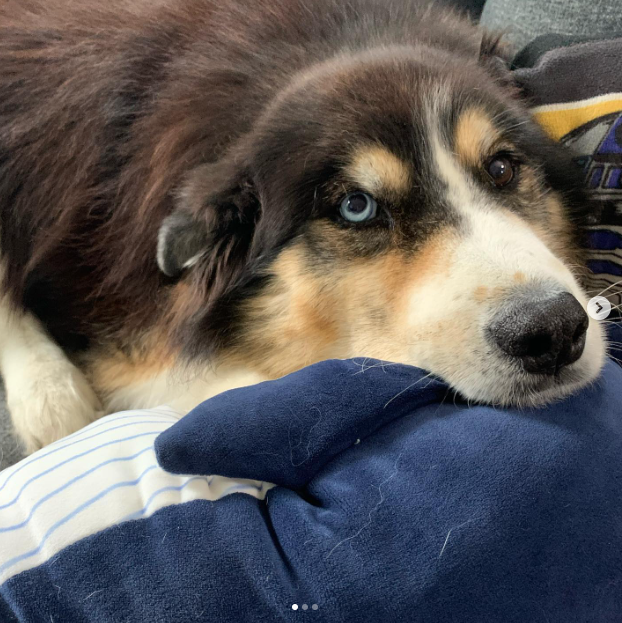 The Magnificent Mix: Unveiling the Bernese Mountain Dog Mixed with Husky |  by Dog lover | Medium