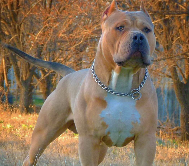 American XL Bullys droht die TÖTUNG in England auf Grund eines neuen Gesetzes