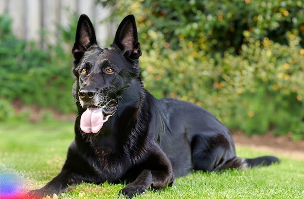 What is so Special About Black German Shepherd? | by Okashamemon | Medium