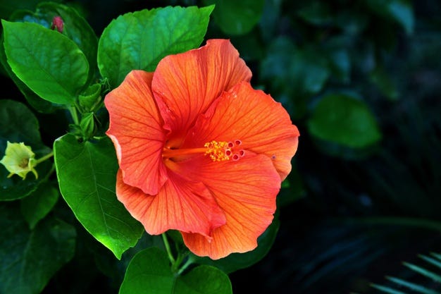 Hibiscus powder stimulates hair re-growth.