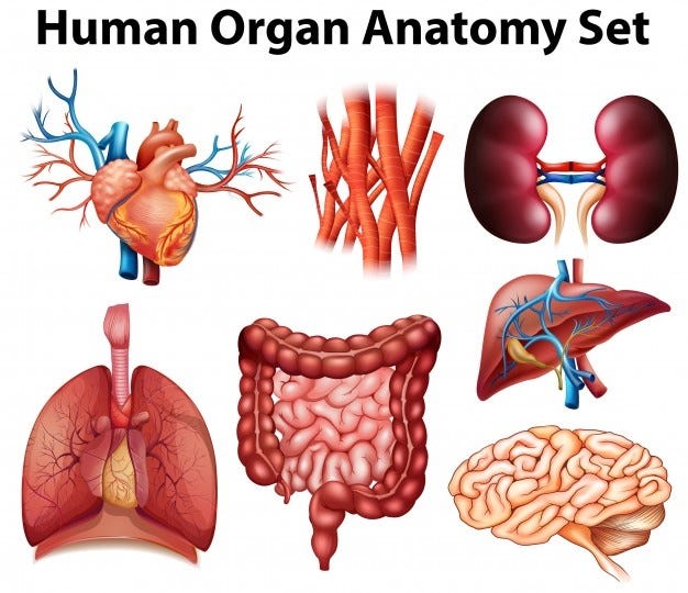 Organ System” Resume (DAY 6 - 24th Nov. 2020) | by Lee Xinwei | Medium