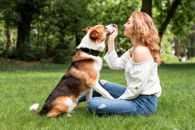 ¿Cuántas veces se debe pasear a un perro?