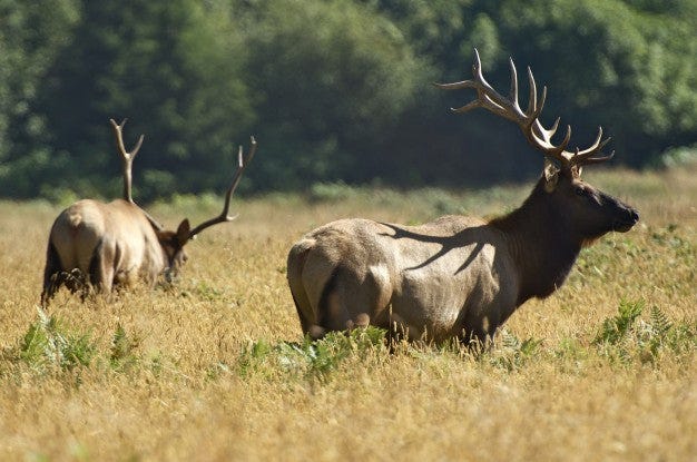 Is Bow Hunting Cruel INDEPENDENCE RANCH Medium Is Bow Hunting Cruel INDEPENDENCE RANCH Medium