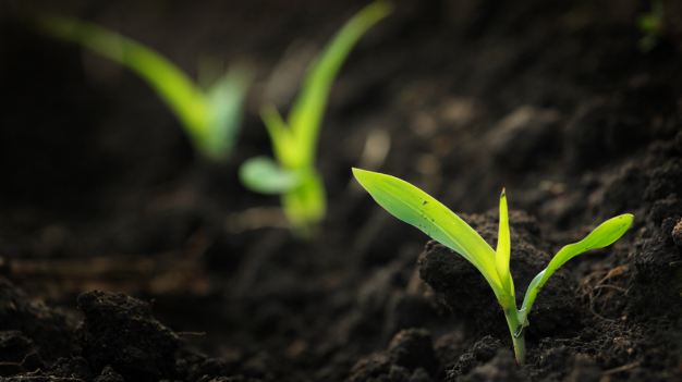 Best Practices for Soil Management in India