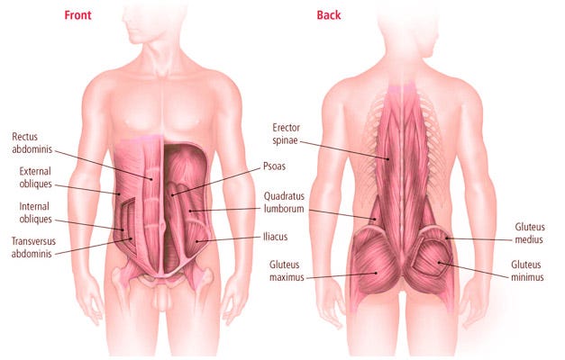 Lower back core muscles sale