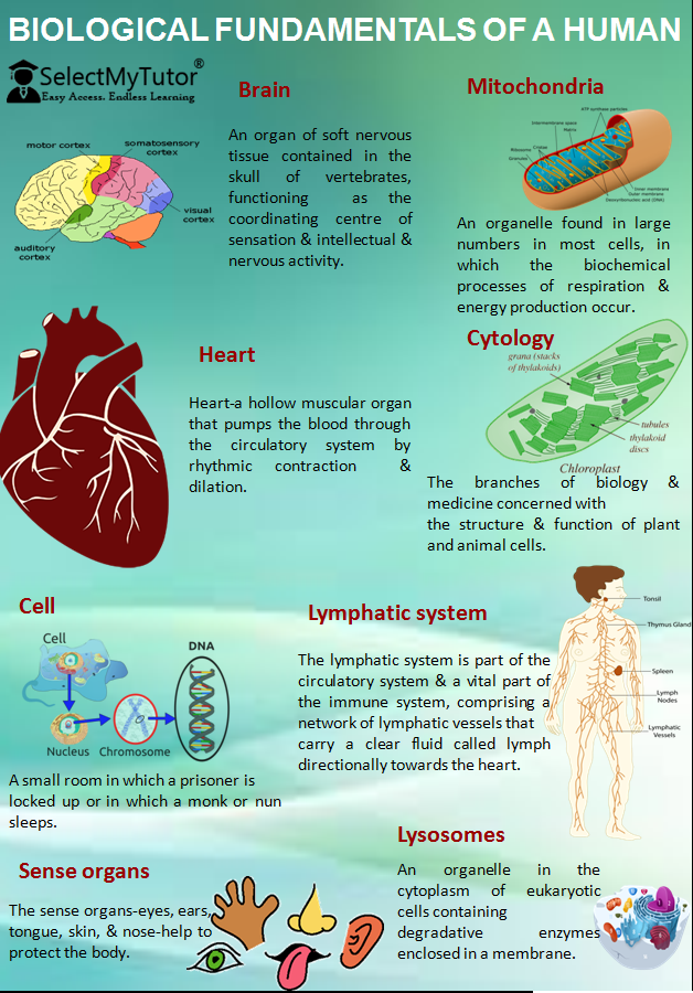 Biological fundamentals of a human | by Select My Tutor | Medium