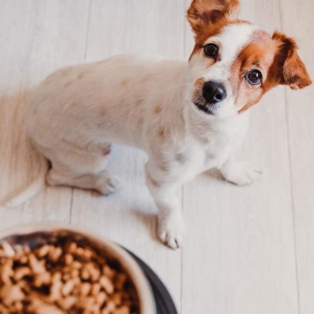How To Crush Dog Food Embarking on the journey of responsible pet