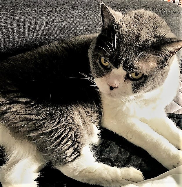 Cats are philosophers of growth. 3 tips on how to lead a life of self