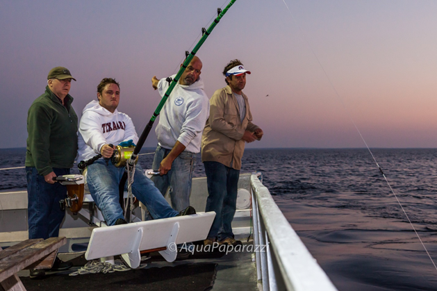 The Long Return: A Bluefin Tuna Tag Story, by Tuna Lab @Large Pelagics