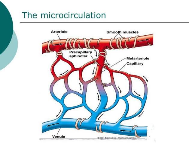What is Microcirculation? Medium