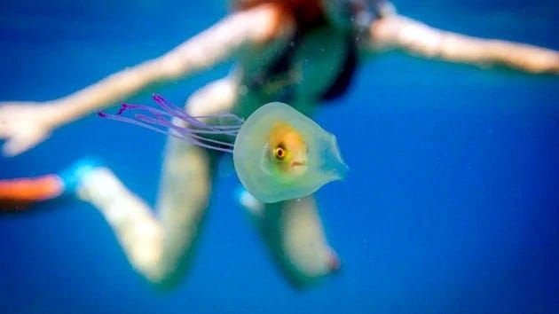 Aceto contro le punture di medusa: funziona davvero?