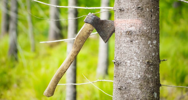 All That You Need To Know About the Hazards of Tree Removal | by ...