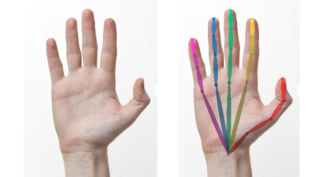 Uiterlijk wenselijk Skim Training a Hand Detector like the OpenPose one in Tensorflow | by eidos.ai  | Medium