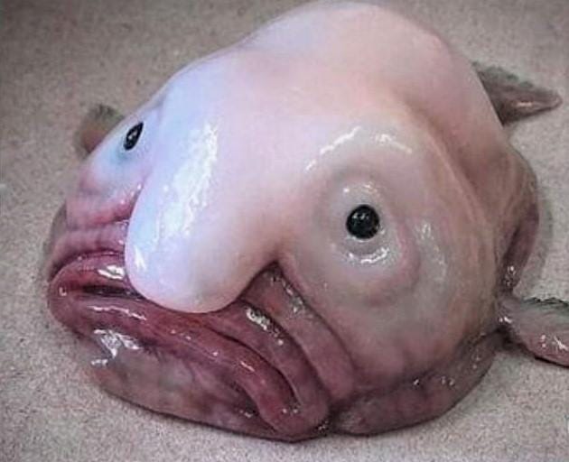 Blobfish look completely normal in water. The reason they look